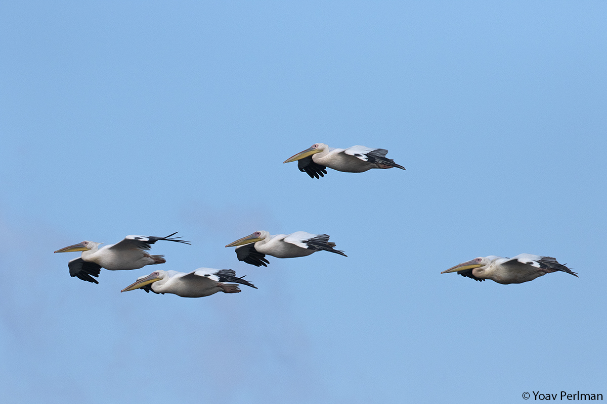 Great white pelicans